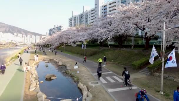 Cherry Brossom Blooming Oncheoncheon Stream Пусан Южная Корея Азия — стоковое видео