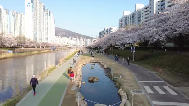 Oncheoncheon Irmağı Busan Güney Kore Asya Kiraz Çiçeği Açar — Stok video