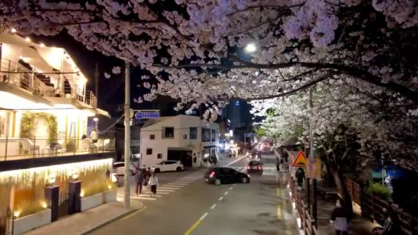 Vista Nocturna Del Arroyo Oncheoncheon Primavera Busan Corea Del Sur — Vídeo de stock