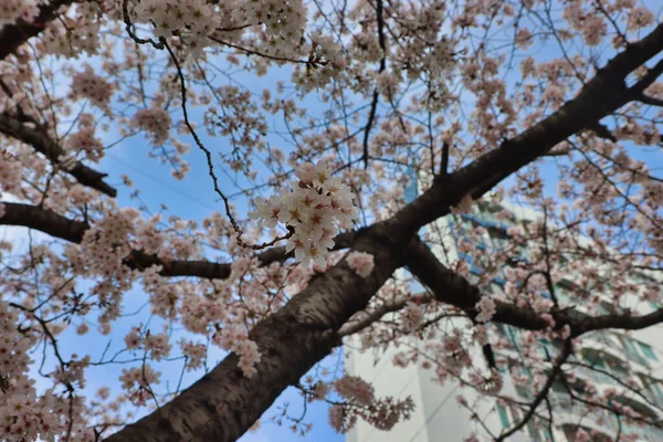 Цветение Сакуры Ончхончхоне Пусан Южная Корея Азия — стоковое фото