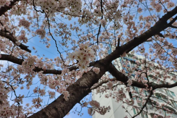 Fiore Ciliegio Fioritura Oncheoncheon Stream Busan Corea Del Sud Asia — Foto Stock