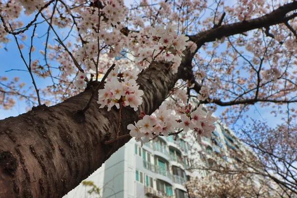 Kirschblüten Blühen Oncheoncheon Stream Busan Südkorea Asien — Stockfoto