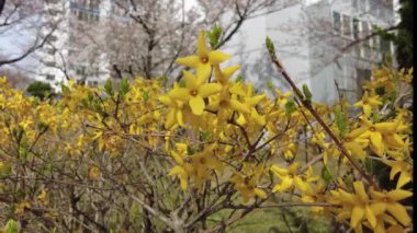 Oncheoncheon Irmağı, Busan, Güney Kore, Asya 'da Forsythia Çiçeği.