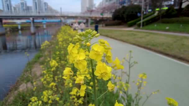 Yuchae Canola Flower Blooming Oncheoncheon Stream Пусан Южная Корея Азия — стоковое видео