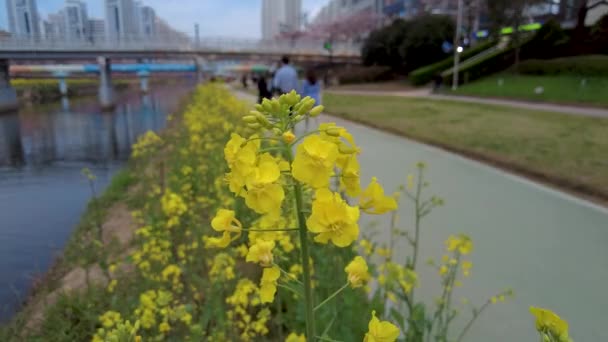 Yuchae Canola Flower Blooming Oncheoncheon Stream Busan South Korea Asia — Stock Video