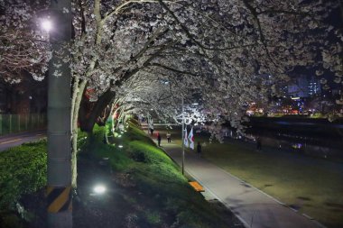 Baharın gece manzarası oncheoncheon deresi, Busan, Güney Kore, Asya.