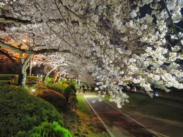 Night View Spring Oncheoncheon Stream Busan South Korea Asia — Stock Photo, Image