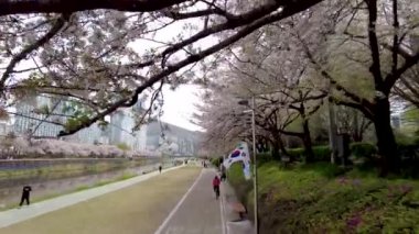 Oncheoncheon Irmağı, Busan, Güney Kore, Asya 'da Kiraz Çiçeği Açar.