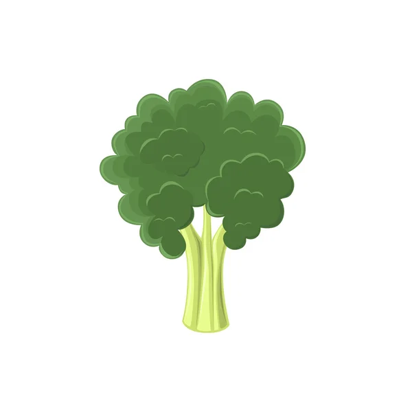 Broccoli icon isolated — Stock Vector