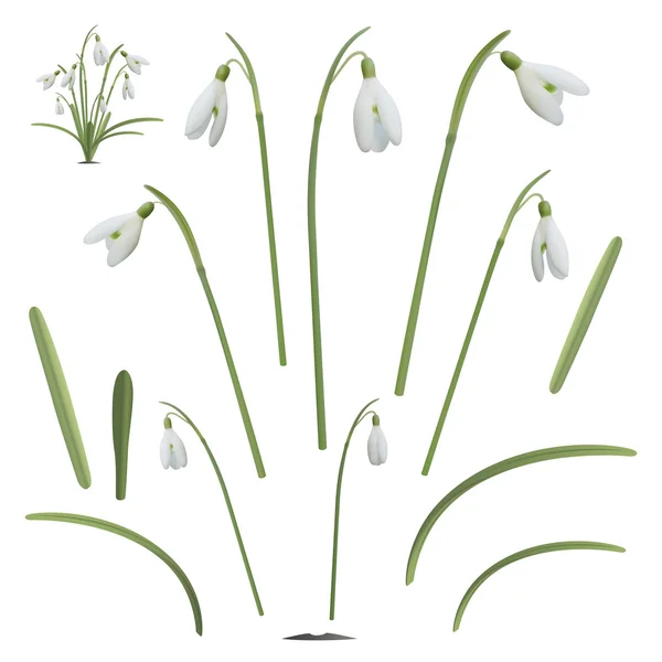 Uppsättning av snowdrop blommor — Stock vektor