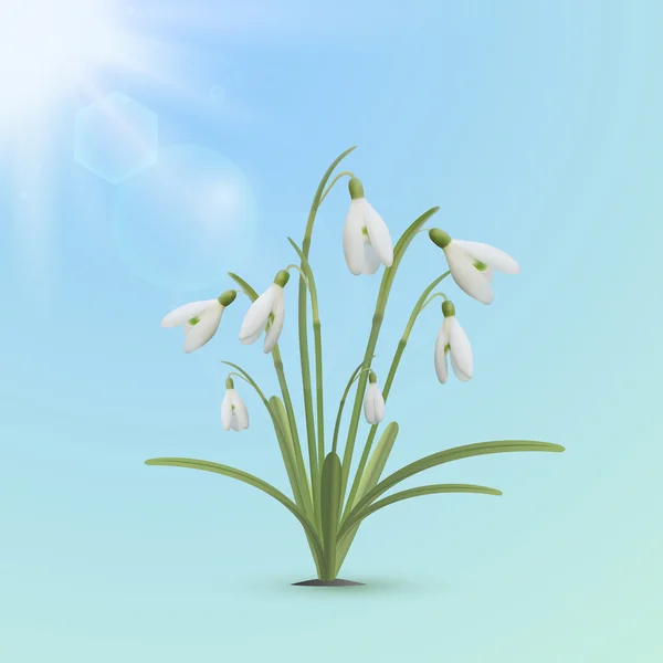 Flores de nieve, fondo de primavera . — Vector de stock