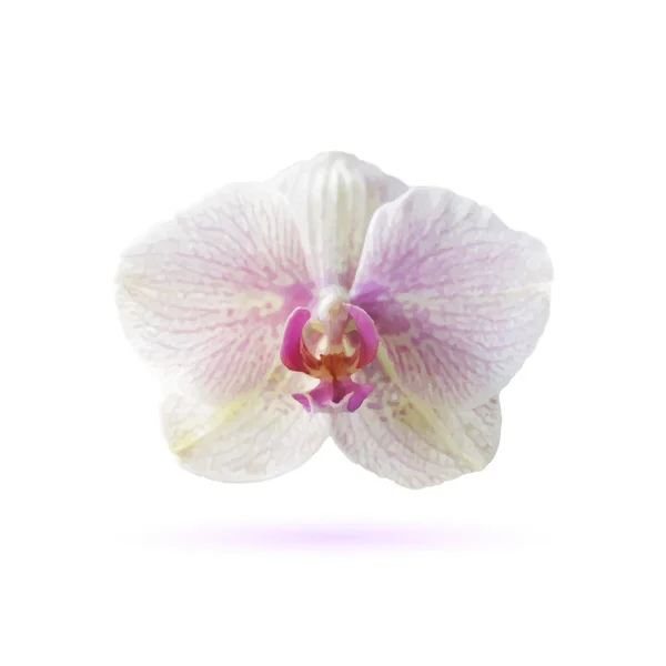 Icône d'orchidée. Illustration vectorielle — Image vectorielle
