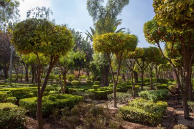 Marakeş 'teki Siber Park' ta tanger ağaçları ve çalıları olan tesis. Patika yolu. Fas 'ta doğanın güzelliği