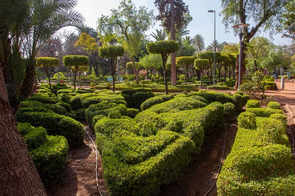 Topiary plants in Cyber Park in Marrakech  with  tanger trees.   Beauty of nature in Morocco