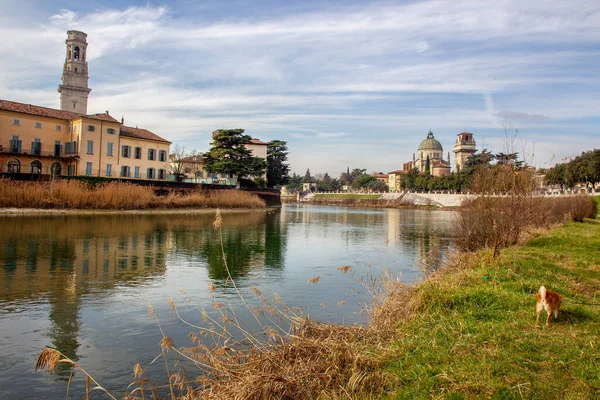 川の堤防アディジェと芝生の上を走る赤い犬 ヴェローナの町の畏敬の念を抱かせる建築と自然 イタリアへの冬の旅行 — ストック写真