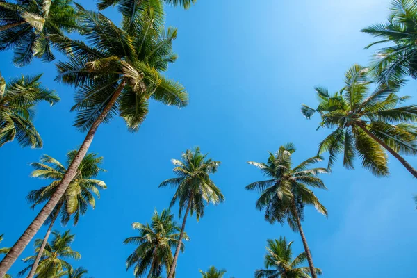 Lovely View Top Coconut Palm Tree Forest Blue Sky Top — Stock Photo, Image