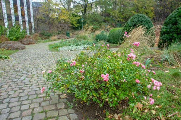 Ogród Botaniczny Centrum Brukseli Późną Jesienią Różowymi Krzewami Rozkwicie Piękno — Zdjęcie stockowe