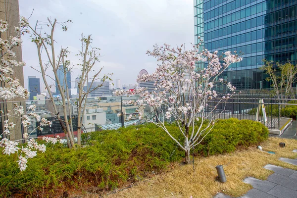 Jardim Décimo Andar Flor Cereja Osaka Cidade Osaka Fundos — Fotografia de Stock