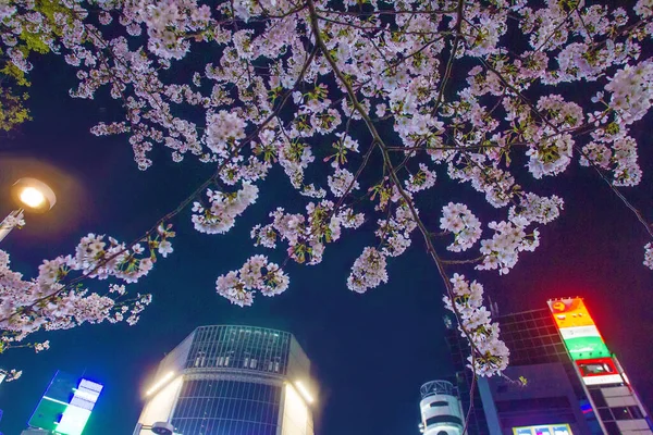 Sakura Fleur Cerisier Dans Des Quartiers Tokyo Contre Ciel Bleu — Photo