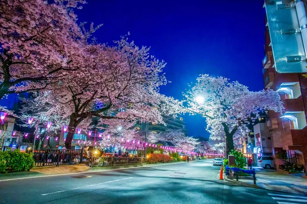 Ulička Třešňových Stromů Harimazaka Sakura Namiki Tokiu Modrá Obloha Soumraků — Stock fotografie