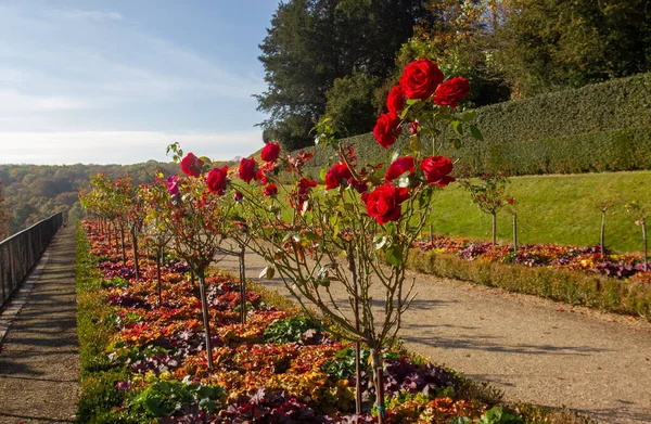 Paisagem Idílica Com Rosas Vermelhas Arbustos Final Outubro Parque Saint — Fotografia de Stock