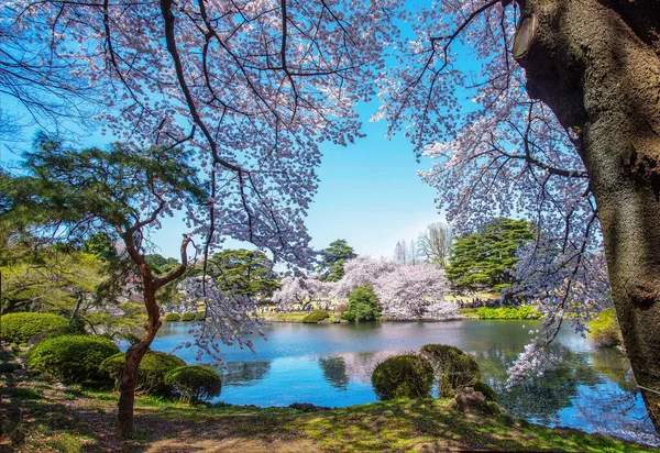 香港島の公園 の素晴らしい噴水 自然と人の美しさ Unrecoznizabl人 — ストック写真