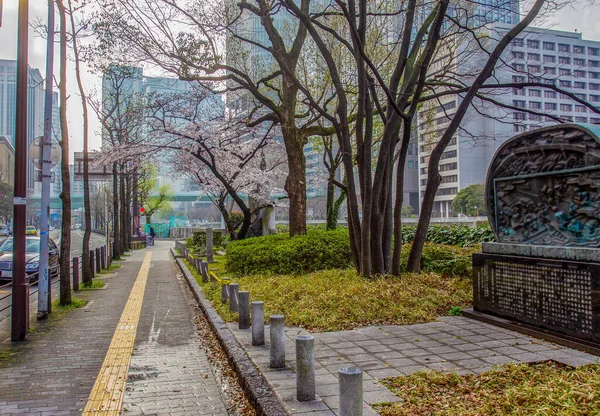 Snart Solnedgång Osaka Gatan Centrum Första Gråtande Körsbärsträd Blomma Floden — Stockfoto