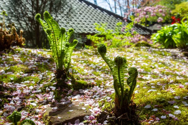 위풍당당 사쿠라 카이저 슬라우 정원의 놀라운 — 스톡 사진