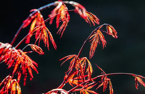 Idyllic Red Leaves Japanese Maple Japanese Agarden Kaiserslautern — Stock Photo, Image