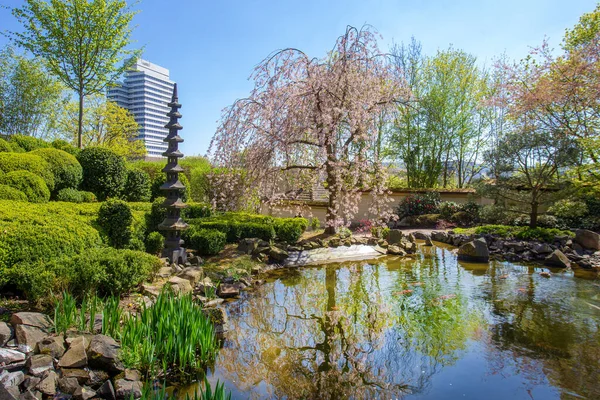 Taş fener ve kiraz çiçekli (sakura) ve Kaiserslautern Japon bahçesindeki KOI sazanları göleti manzarası. 21 Nisan, güneşli bir gün.