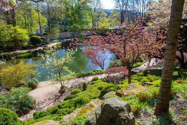 石灯籠や桜 と池のKoi鯉カイザースラウテルン日本庭園と牧歌的なシーン 4月21日の晴天 — ストック写真