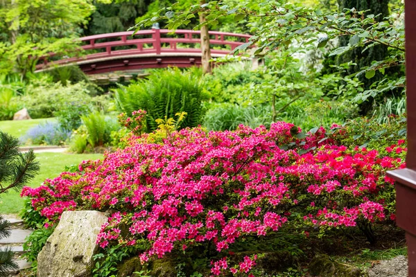 Idyllic portakal açelya çiçeği! Leverkusen Japon bahçesindeki kırmızı Japon köprüsünün arkasında. 16 Mayıs Köln ve Düsseldorf arasında