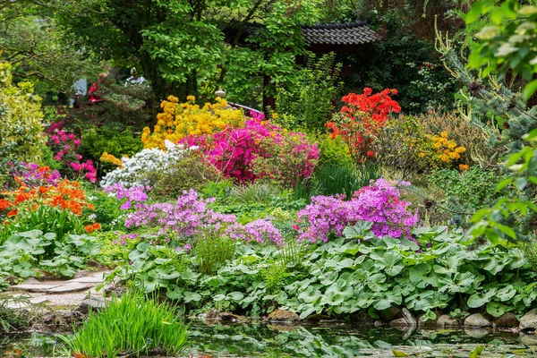 Increíbles Flores Azalea Jardín Japonés Leverkusen Midmay Renania Del Norte — Foto de Stock