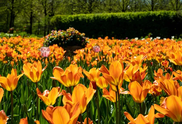 Increíble Campo Tulipanes Gorky Park Moscú Parque Central Para Caminar — Foto de Stock