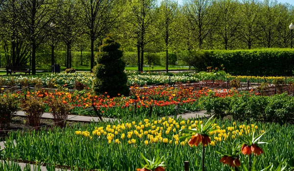 Increíble Campo Tulipanes Gorky Park Moscú Parque Central Para Caminar — Foto de Stock