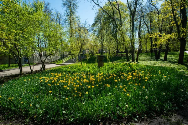 Macizo Flores Con Flores Amarillas Hierba Árboles Parque Gorky Naturaleza — Foto de Stock