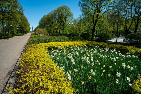 Increíble Narciso Callejón Frescura Vegetación Gorky Park Moscú Parque Central — Foto de Stock