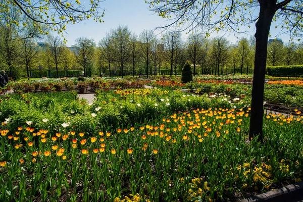 Idylliskt Landskap Gorkij Park Med Orange Tulpaner Trädgårdsarbete Centrala Moskva — Stockfoto