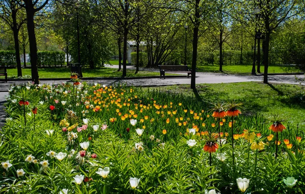 Idylliskt Landskap Med Orangefärgade Hasselripor Blommor Och Tulpaner Och Vandringsled — Stockfoto