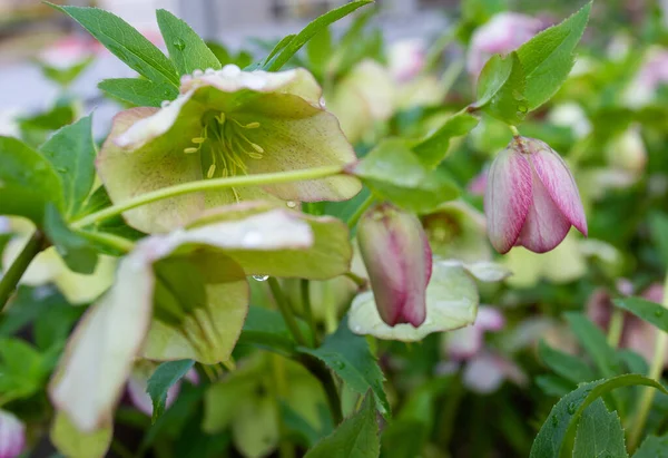 Hellebore花 トルコでフランスの科学者を開いた 花の牧歌的な緑の色 — ストック写真
