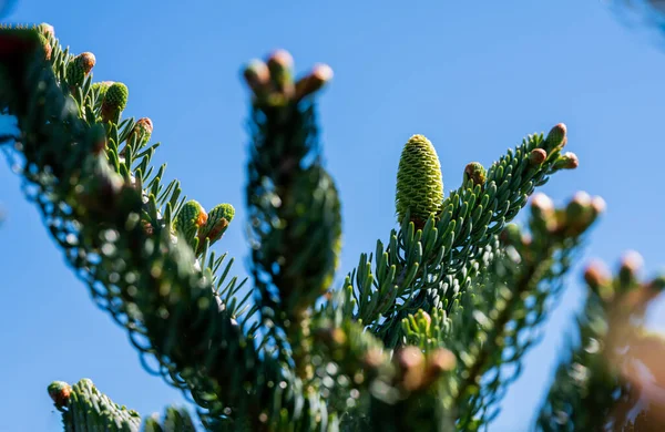 Καταπληκτικό Φρέσκο Νέο Φως Πράσινο Pinecone Μπλε Ουρανό Ένα Από — Φωτογραφία Αρχείου