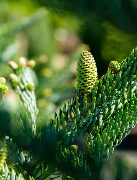 Μεγάλο Φρέσκο Κουκουνάρι Πράσινο Bacvkground Ένα Από Φυτά Φυτώριο Στη — Φωτογραφία Αρχείου