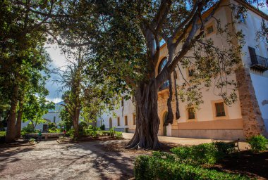 Idyllic doğa: Ficus makrophylla ağacı, Moreton Körfezi inciri ya da Avustralya banyan ağacı olarak da bilinir, Moraceae familyasından bir banyan ağacıdır. Palermi, Sicilya yakınlarındaki Cattedrale di Monreale 'deki Idyllic ağaç bahçesi..  