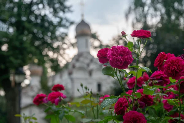 Rozentuin Naast Russisch Orthodoxe Kerk Symbool Van Rusland Misschien — Stockfoto