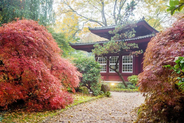 Increíble Otoño Jardín Japonés Leverkusen Hojas Rojas Arce Japonés Algún — Foto de Stock