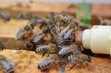 Bal arısı ebe, suni kraliçe hücresinden yumurtadan çıkarken kraliçelerine yardım ediyor.
