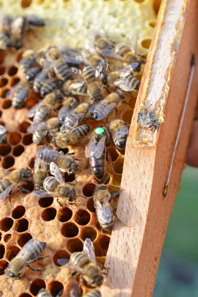 Buckfast queen bee marked with green dot for the year 2019 in bee hive with her Carnica mixed lineages honeybee daughters
