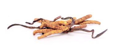 Ophiocordyceps sinensis (CHONG CAO, DONG CHONG XIA CAO) veya mantar cordyceps Bu beyaz arka planda bir bitkidir
