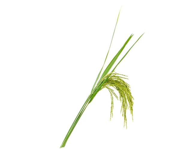 Beyaz Arka Planda Izole Edilmiş Pirinç Kulakları — Stok fotoğraf