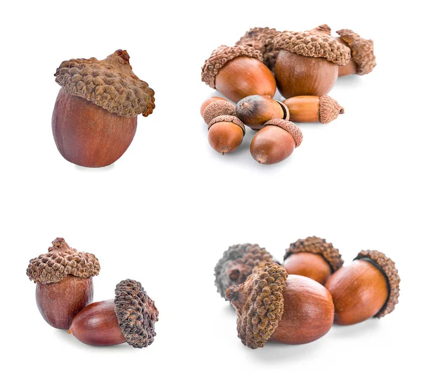 Acorns White Background Close Stock Photo